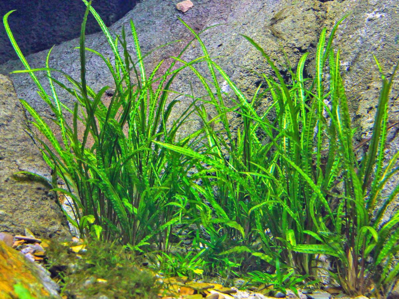 Grasblättriger Wasserkelch - Cryptocoryne crispatula in vitro
